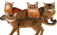 索马里猫：像狐狸的猫有多野？养它前先问问自己扛不扛得住