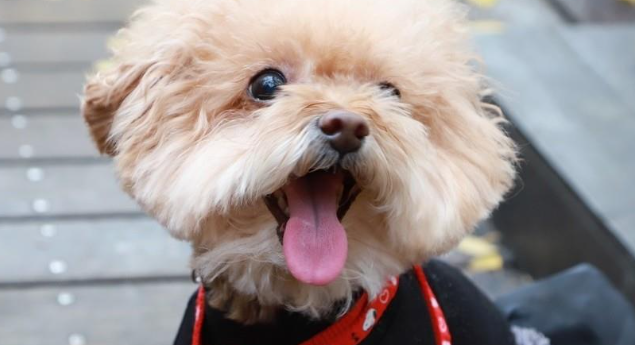 犬钩端螺旋体病传染给人几率大吗 犬钩端螺旋体病传染给人几率大吗