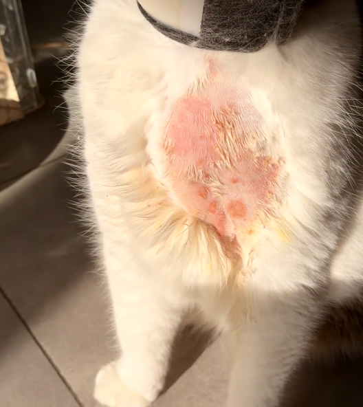 猫癣用什么药治疗效果好？分享我家的就医治疗全过程