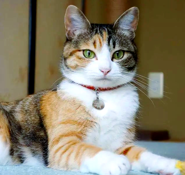 三花猫是怎么火的？流传在民俗与文化里的猫咪形象