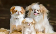 脾气暴躁但又亲人的小型犬，名字叫日本狆
