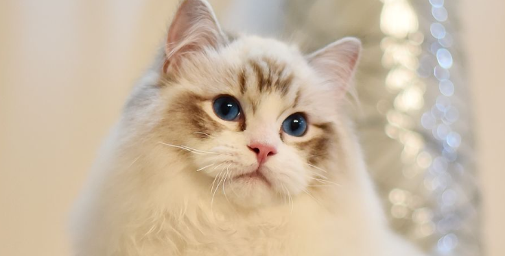 猫嗜酸性角膜炎怎么治疗 猫嗜酸性角膜炎怎么治疗