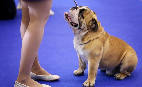 欧盟新规（UE）2026/1818 落地：2028 起犬展须剔除过度体型，2030 起禁止用于繁育