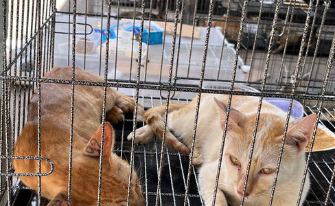 越南破获偷猫贩肉团伙：12 人落网，2700 只猫被盗贩卖