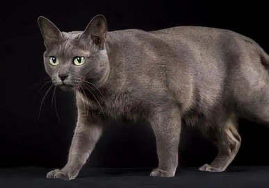 揭秘科拉特猫：从外观到性格全面了解