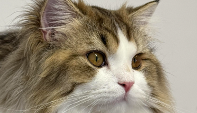 猫跟骨骨折恢复期要注意什么饮食 猫跟骨骨折恢复期要注意什么饮食