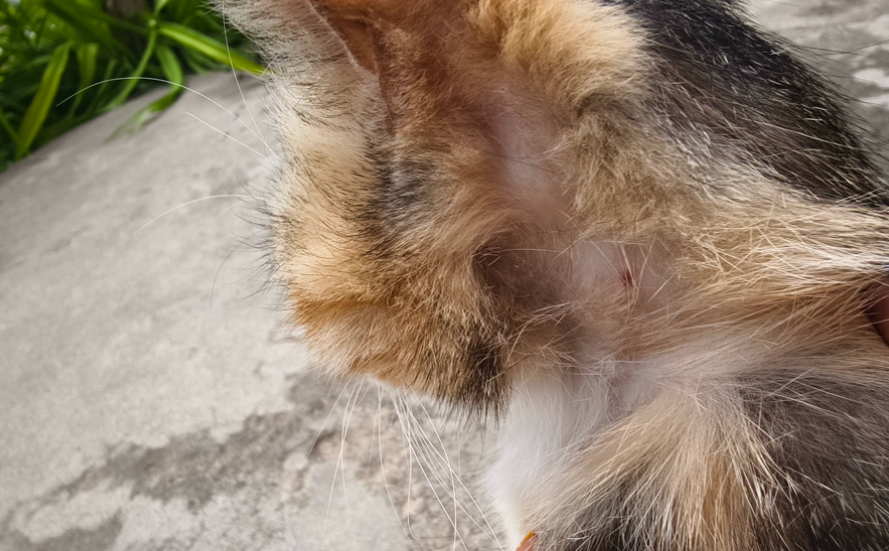 宠物皮肤病药品品牌哪个效果好？猫咪猫癣，身上有圆形红斑。折腾半月，还是汉肤欣救了我家猫
