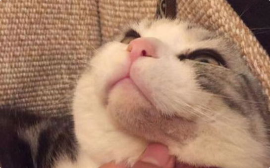 猫咪黑下巴要如何治疗护理? 猫咪黑下巴要如何治疗护理?