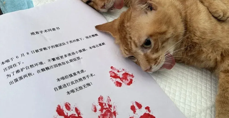 看热闹翻车！奶牛猫围观同伴绝育，喜提同款套餐~