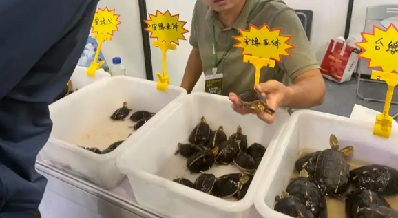 乌龟虽慢,产业快跑!上海龟博会启幕,小众爱好长成阳台经济 乌龟虽慢,产业快跑!上海龟博会启幕,小众爱好长成阳台经济