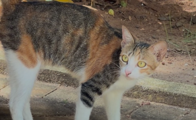为什么三花猫如此独特?藏在毛色里的生物密码 为什么三花猫如此独特?藏在毛色里的生物密码