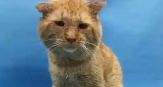 猫咪流浪6年,一个眼神让房东妥协,被爱滋养成开心果 猫咪流浪6年,一个眼神让房东妥协,被爱滋养成开心果