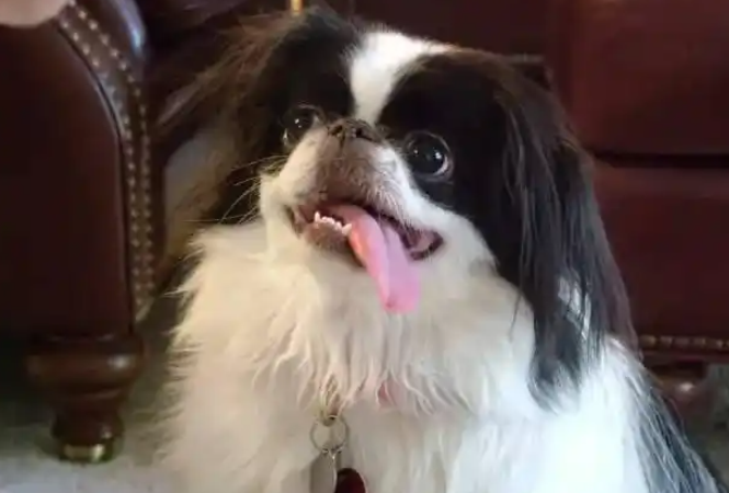 超像北京犬的日本狆，究竟是什么狗狗？原来早年普通人还养不起