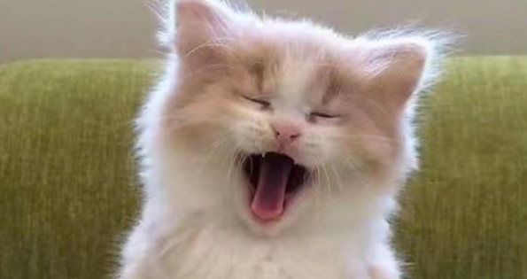 猫纤维性骨营养不良怎么治疗好 猫纤维性骨营养不良怎么治疗好