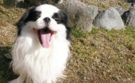 超像北京犬的日本狆，究竟是什么狗狗？原来早年普通人还养不起