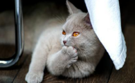 猫咪胆道阻塞不手术会怎样?