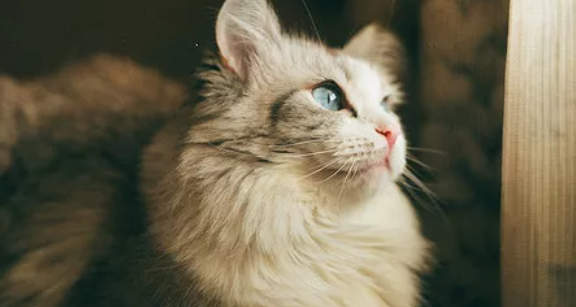 猫咪髌骨脱位要补钙吗? 猫咪髌骨脱位要补钙吗?