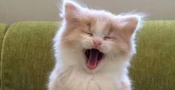 猫胆管肝炎和脂肪肝怎么区别的 猫胆管肝炎和脂肪肝怎么区别的
